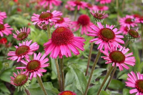 Echinacea Delicious Candy 3 Litre