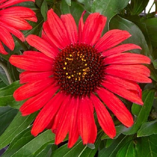 Echinacea Mooodz Devotion 3 Litre