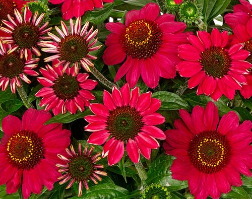 Echinacea Mooodz Flirty 3 Litre