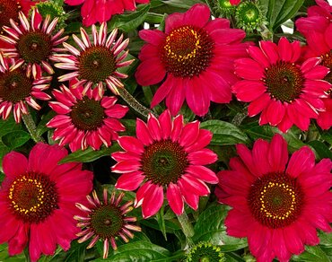 Echinacea Mooodz Flirty 3 Litre