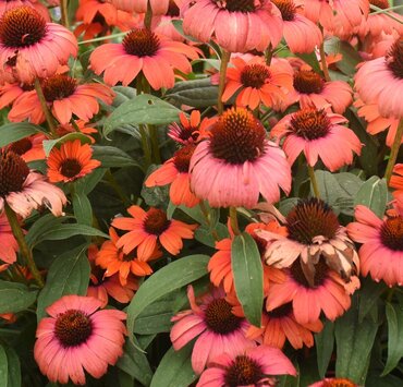 Echinacea Mooodz Mediation 3 Litre