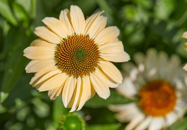 Echinacea Mooodz Peace 3 Litre