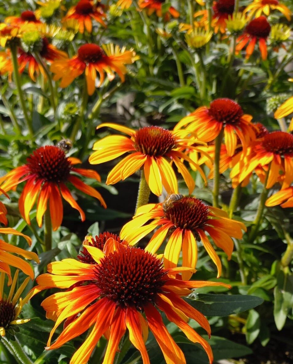 Echinacea Parrot 3 Litre Stewarts Garden Centre