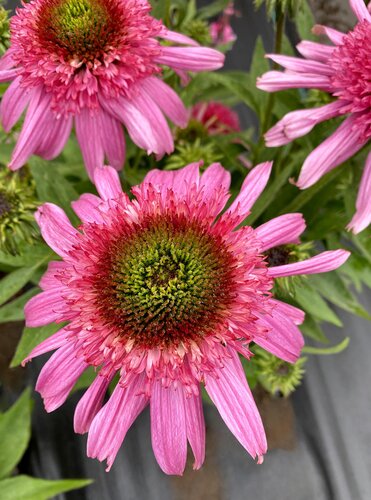 Echinacea Sundial Pink 3 Litre