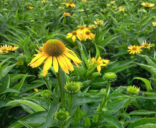 Echinacea Sunseekers Citrus 3 Litre