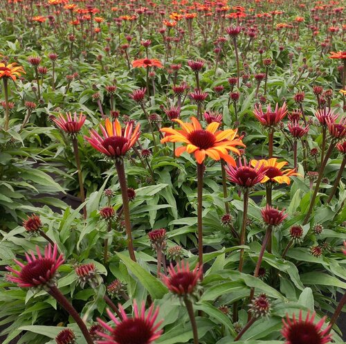 Echinacea Sunseekers Clementine 3 Litre