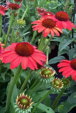 Echinacea Sunseekers Coral 3 Litre