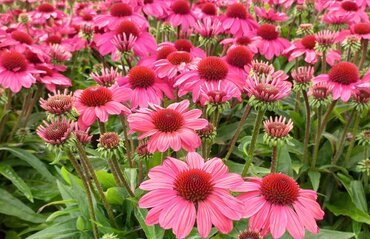 Echinacea Sunseekers Hot Pink 3 Litre