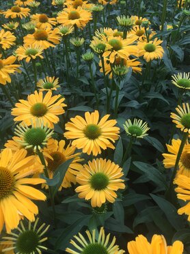 Echinacea Sunseekers Limoncello 3 Litre