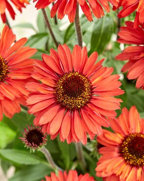 Echinacea Sunseekers Orange 3 Litre