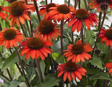 Echinacea Sunseekers Orange 3 Litre