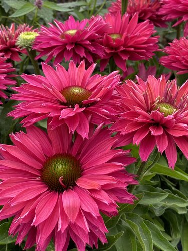 Echinacea Sunseekers Pink Grapefruit 3 Litre