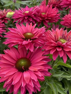 Echinacea Sunseekers Pink Grapefruit 3 Litre