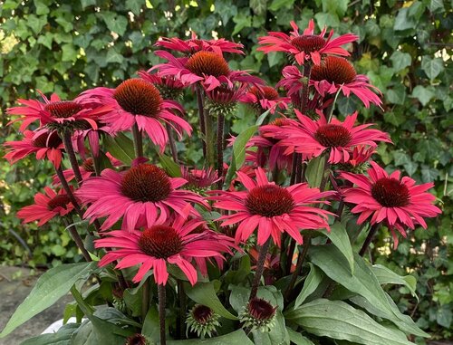 Echinacea Sunseekers Pomegranate 3 Litre