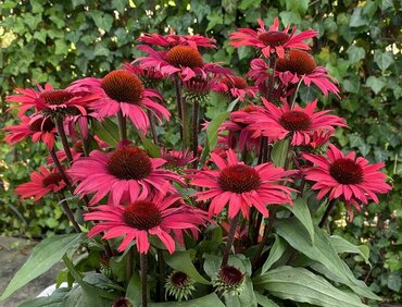 Echinacea Sunseekers Pomegranate 3 Litre