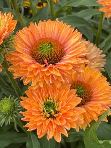 Echinacea Sunseekers Pumpkin Pie 3 Litre
