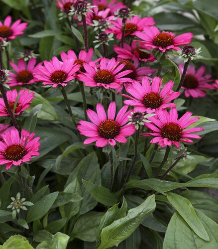 Echinacea Sunseekers Purple Power 3 Litre
