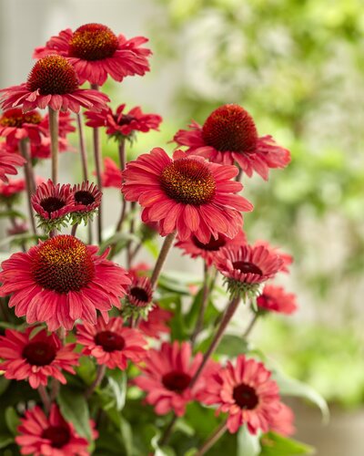 Echinacea Sunseekers Red 3 Litre