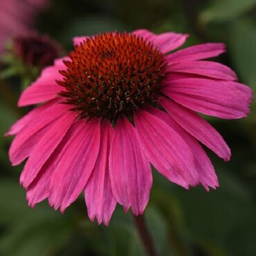 Echinacea Sunseekers Rosy 3 Litre