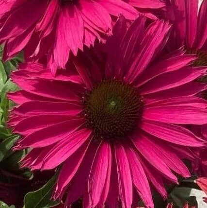 Echinacea Sunseekers Sweet Fuchsia 3 Litre