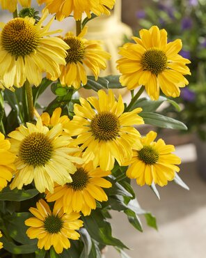 Echinacea Sunseekers Yellow 3 Litre