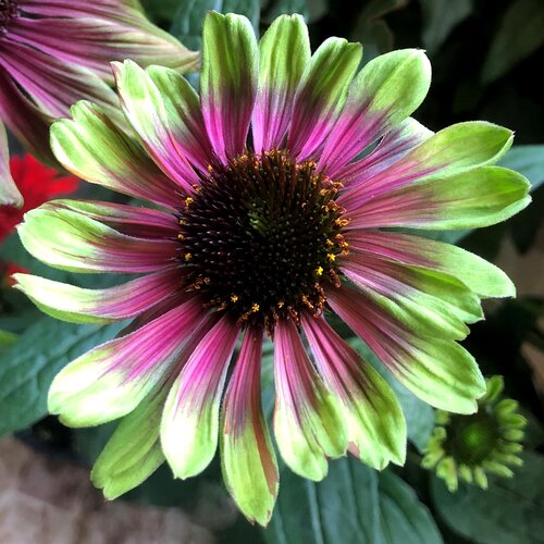 Echinacea Sweet Sandia 3 Litre