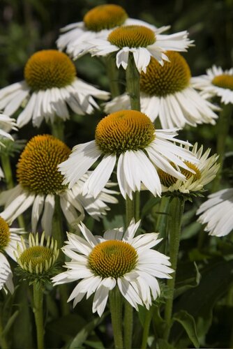 Echinacea White Meditation 3 Litre
