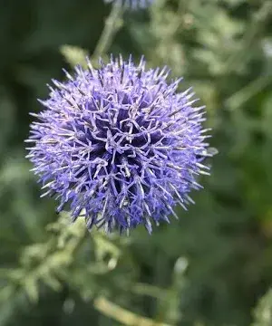 Echinops Bannaticus Blue Globe 9cm