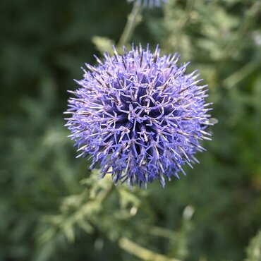 Echinops Bannaticus Blue Globe 9cm