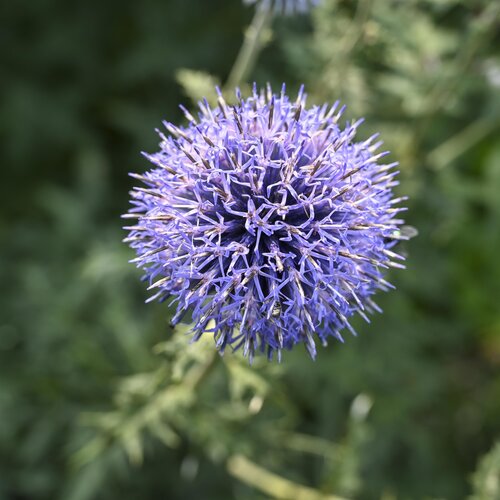 Echinops Blue Globe 3 Litre