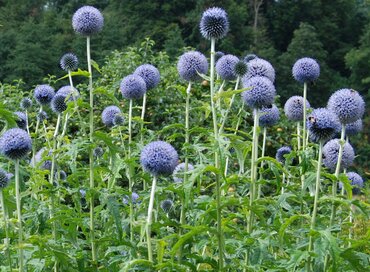 Echinops Taplow Blue 3 Litre