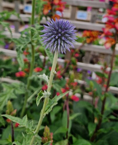 Echinops Veichs Blue 3 Litre