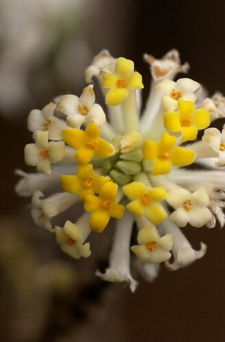 Edgeworthia chrysantha Grandiflora 10 Litre