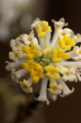 Edgeworthia chrysantha Grandiflora 3 Litre