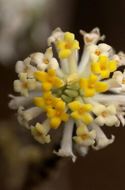 Edgeworthia chrysantha Grandiflora 6 litre - image 1