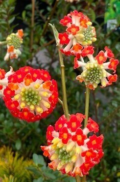 Edgeworthia chrysantha Red Dragon 10 Litre