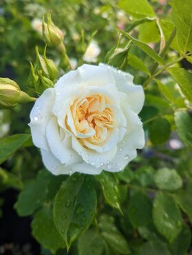 Eirene Cottage Garden Rose 5.5 Litre