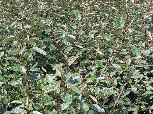 Elaeagnus Ebbingei 4 Litre