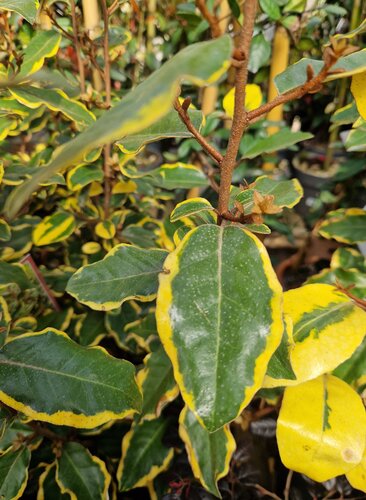Elaeagnus Ebbingei Viveleg 10 Litre
