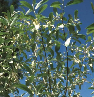 Elaeagnus Quicksilver 3 Litre - image 2