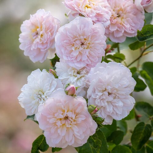 Elizabeth Shrub Rose 6 Litre
