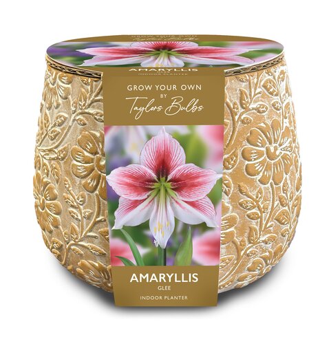 Embossed Terracotta Amaryllis Planter