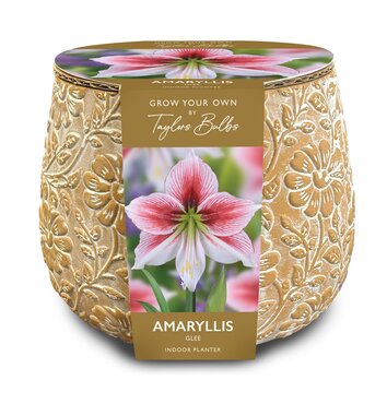 Embossed Terracotta Amaryllis Planter