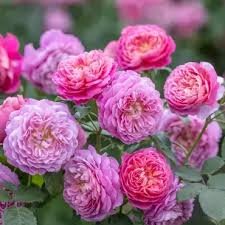 Emma Bridgewater Shrub Rose 6 Litre