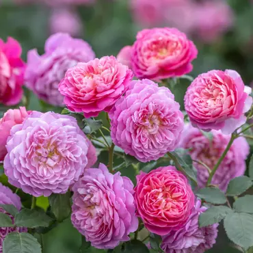 Emma Bridgewater Shrub Rose 6 Litre
