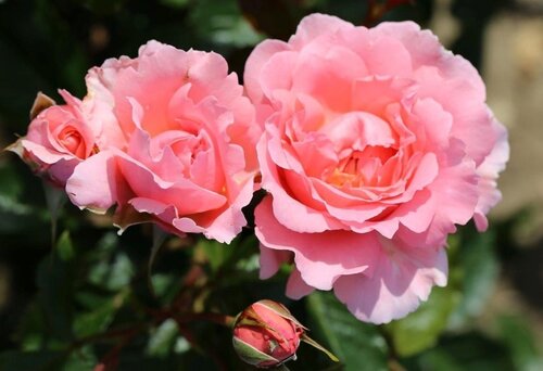 English Miss Bush Rose 3 Litre - image 1