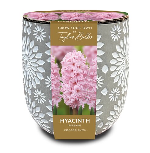 Engraved Stone Hyacinth Planter