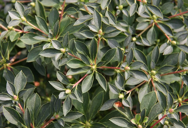 Enkianthus Campanulatus 3 Litre - image 3