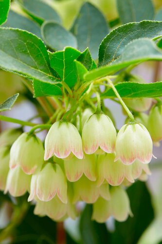 Enkianthus campanulatus Prettycoat 2.3 Litre