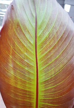 Ensete ven Maurelii 12cm